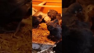 Цыплята Джерсийский гигант и Орпингтон лаванда. Растём!!