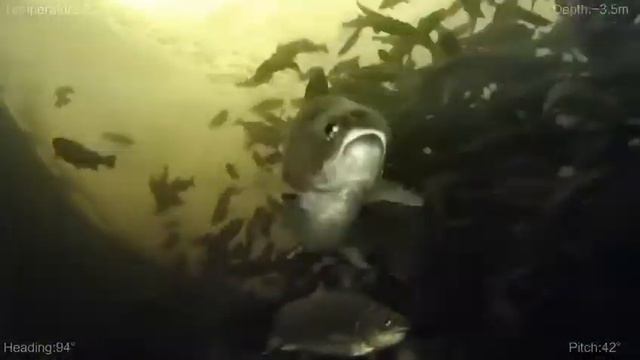 Как выращивают форель в Карелии смотреть онлайн