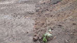 Сняли плодородный слой)) хожу рассматриваю свой участок без сорняков и зарослей) Сентябрь 2020г