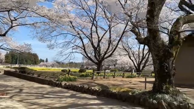 Уникальные деревья сакуры в саду храма Дзисёдзи в префектуре Яманаси смотреть онлайн