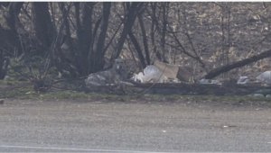 Выкинули собак умирать на трассу