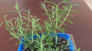 Лаванда Вознесенская