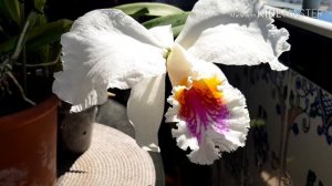 Cattleya mossiae semialba цветение