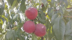 Персик Роял Прайд. Peach Royal Pride. Солодка серія Royal. Пізня смакота. Огляд від Максі Сад.