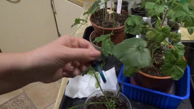 Пеларгонии.Как Черенковать редкие гибриды☘Стеллары и Зонартики.✨Где заказываю черенки?.Мои Планы.