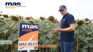 МАС 85.СУ: как легко избавиться от сорняков в поле подсолнечника