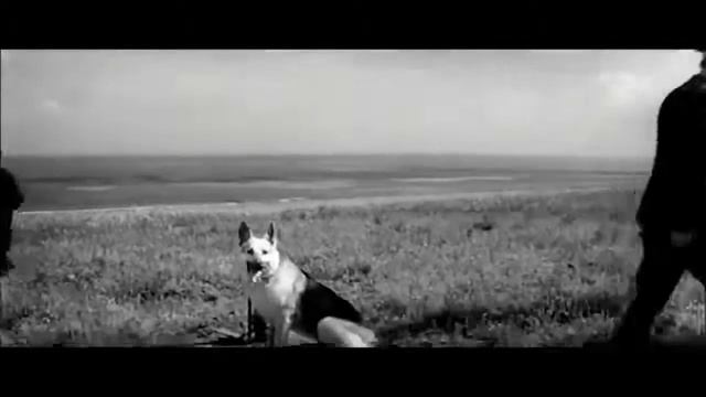 Восточноевропейская овчарка ВЕО история породы 1 смотреть онлайн