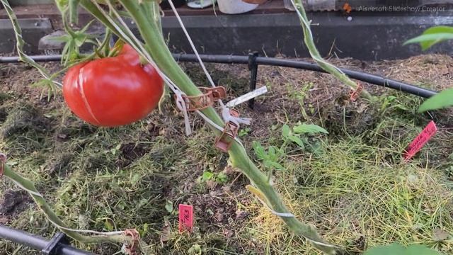 Продолжение обзора сортов томатов, часть 5 смотреть онлайн