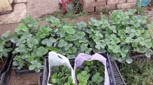 Нюансы отправки рассады новой почтой и небольшой обзор нашей рассады перед отправкой