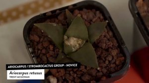 Cacti and Succulents Id: ARIOCARPUS - STROMBOCACTUS GROUP: Ariocarpus Retusus, Ariocarpus Agavoides