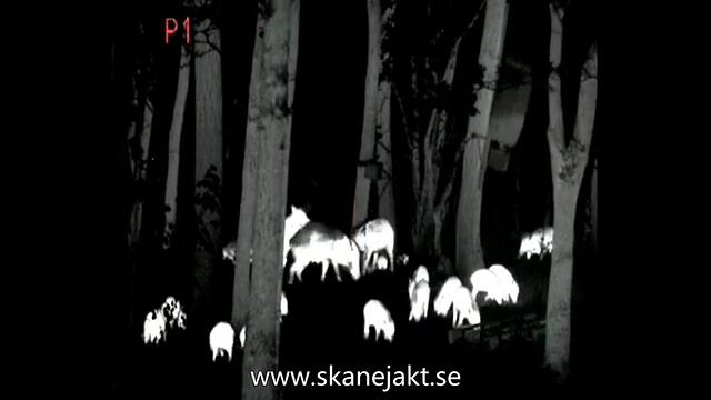 thermal riflescope Fortuna General 40L6 смотреть онлайн