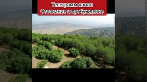 Активная посадка деревьев в Израиле, интересно к чему бы это?