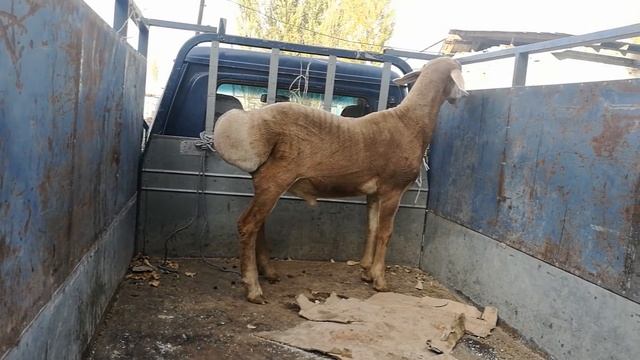 Баранчик от красавчика рожденный 2017 год смотреть онлайн