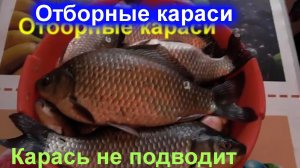 Карась клюёт отлично, не смотря на похолодание в июне