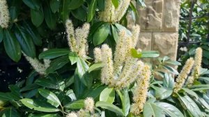 ГЕЛЕНДЖИК. ЛАВРОВИШНЯ ЦВЕТЕТ