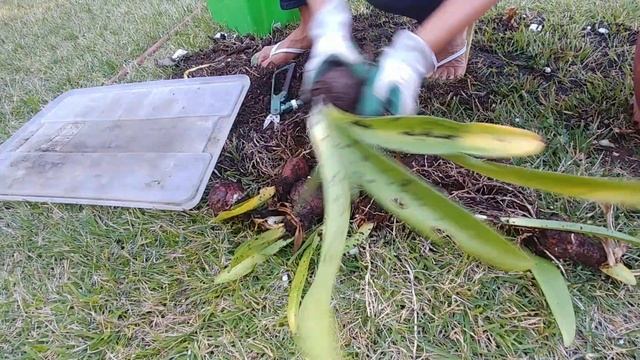 Storing Red Lion Amaryllis Bulbs смотреть онлайн