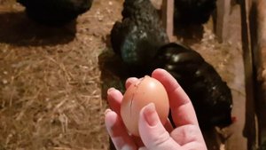 Первое яйцо Джерсийского гиганта 😃