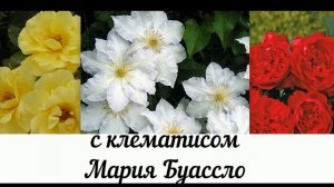 С каким клематисом совместить розы? Цветовое сочетание роз и клематисов! Названия сортов!