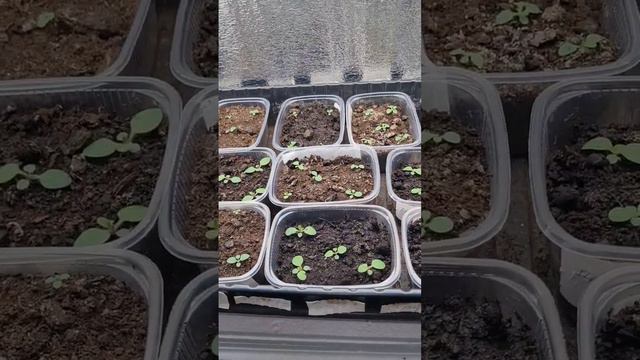 14 дней с момента посева петунии на рассаду всходы рассады  тайдал на черенки