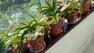 Обзор цветения орхидей август 2020 + новинки 🧘🏼♀️