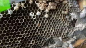 Шок! Вскрываем осиное гнездо под полом на балконе