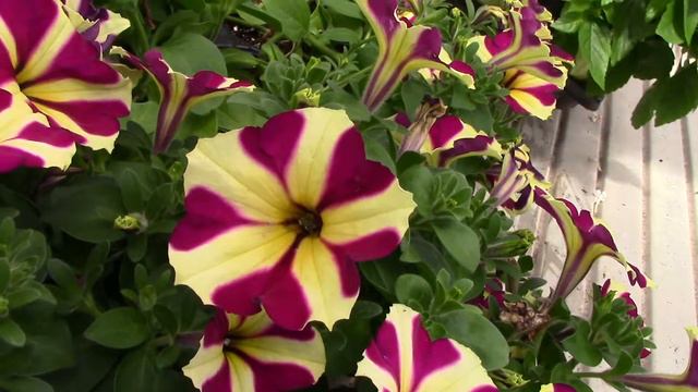 Petunia Trials смотреть онлайн
