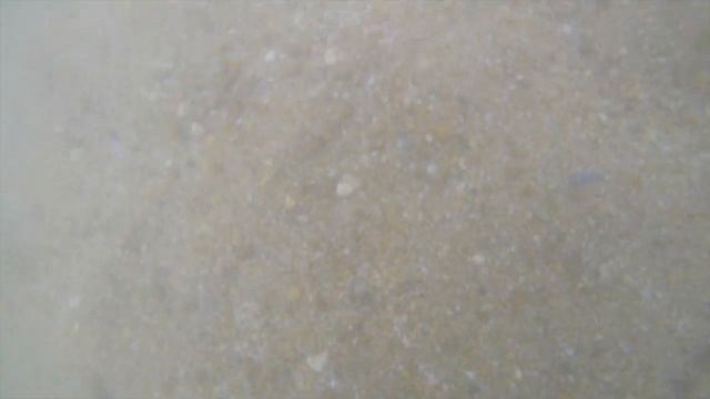 BEACH METAL DETECTING | SCUBA TECTOR TREASURE HUNT | GOLD FOUND смотреть онлайн