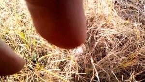 Шампиньоны луговые