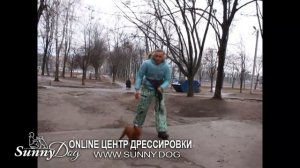 Как отучить собаку реагировать на кошек? Простой способ отучить собаку гоняться за котами.