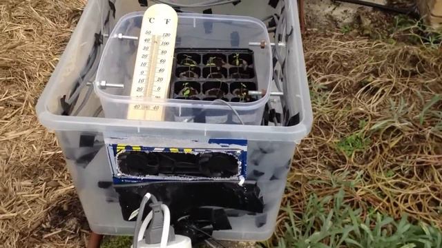 Trinidad Butch T, Jolokia & Habanero Chilli (Peppers) DIY Germination Box Part 1 смотреть онлайн