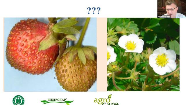 Хто з'ів нашу полуницю? Нематоди, кліщі та інші. смотреть онлайн