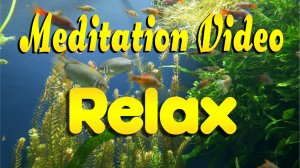 🙏 Meditation Video. Relax