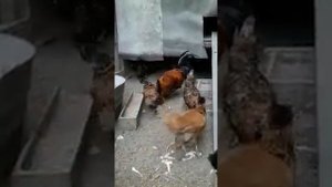 Павловские куры -декоративной породы