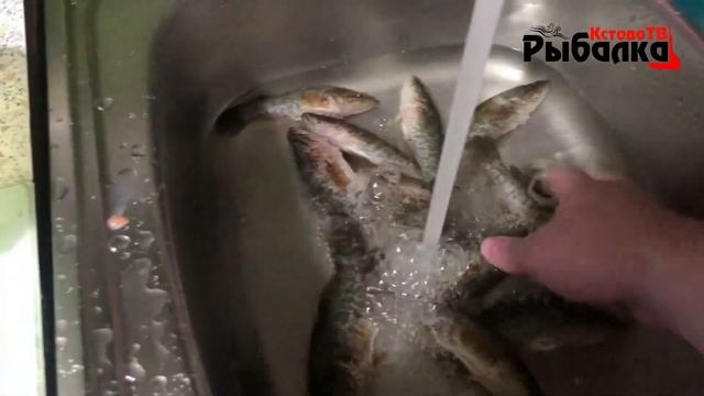 Эту рыбу НЕВОЗМОЖНО УБИТЬ.Убрал кишки,а она живая.