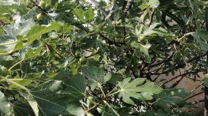 Новороссийск.Сладкий фрукты инжир. Его вкус, польза, интересные факты и легенды. Канал Тутси влог.