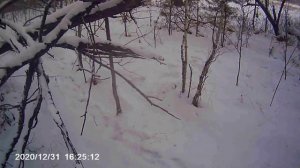 Проверка петель на зайца и капканов