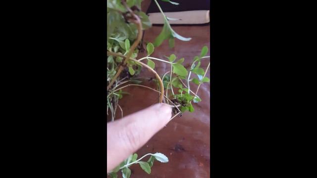 Stevia Stevia смотреть онлайн