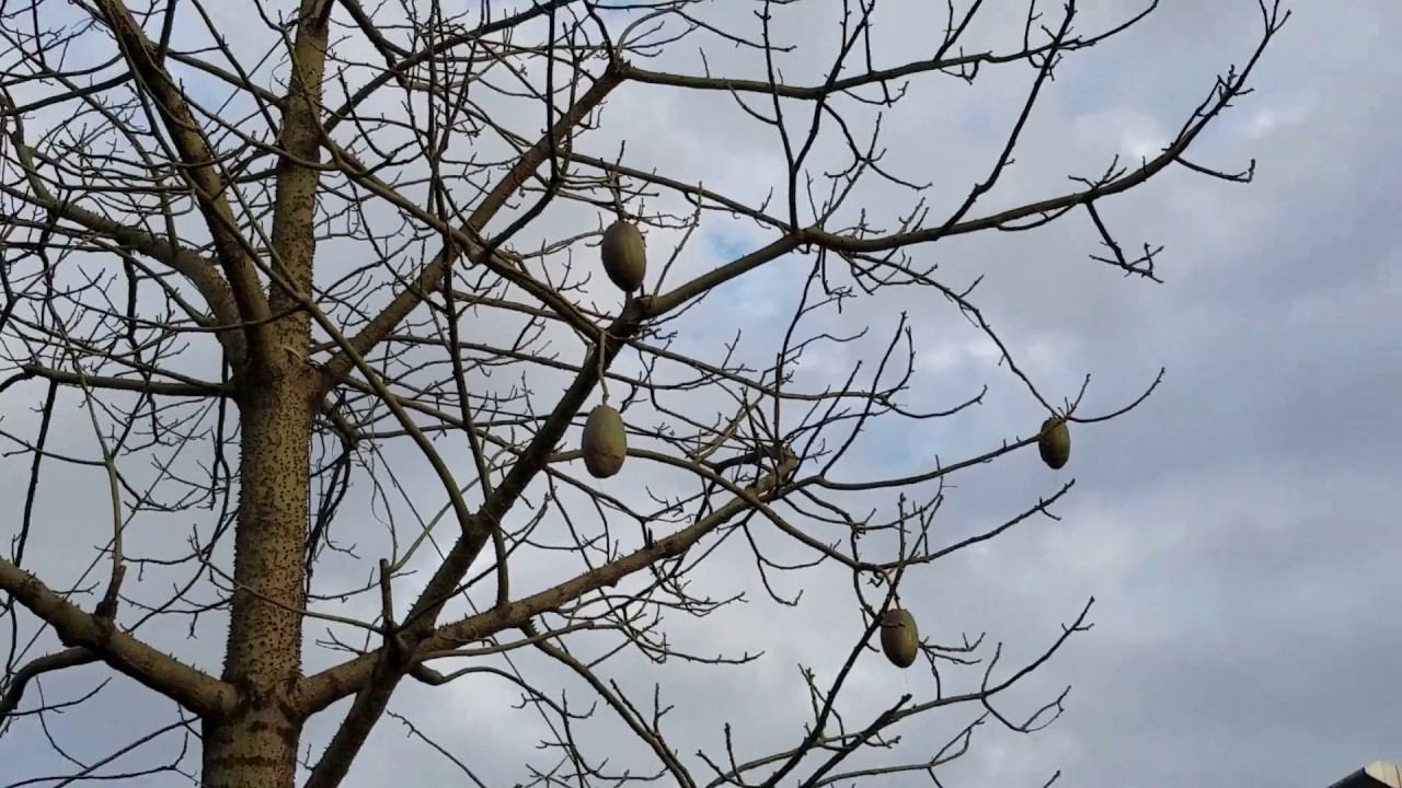 Тайна дерева раскрыта! Как растет манго? Или это авокадо? Кто точно знает что это? Жизнь в Китае.