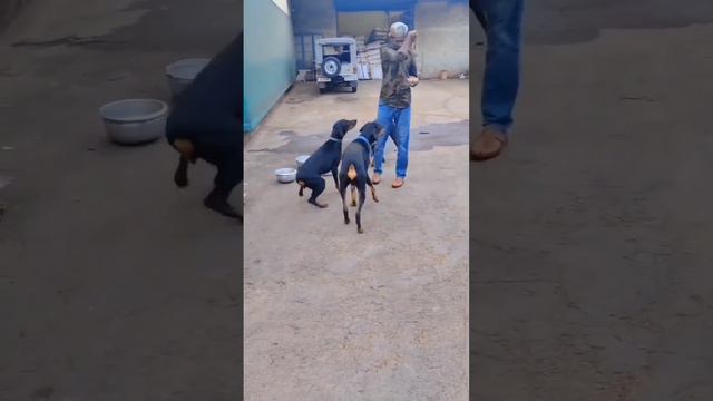 ❤️Doberman 🥰🐕 #doberman #dog #dogs #doglover смотреть онлайн