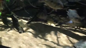 Аквариум на 500 литров.