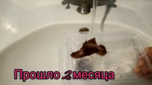 Мои улитки ахатины. #улитки, #улиткиахатины, #уходзаахатинами.