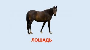 Учим домашних животных. Учимся говорить. Развивающее видео для детей. Карточки Домана.