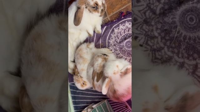 Are you falling asleep? #hollandlops #bunnies #bunniesoftheworld #cute #funny #rabbitsofyoutube