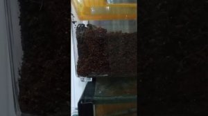 Южнорусский тарантул  роет нору