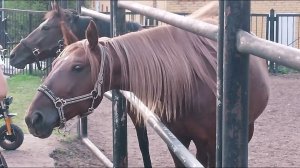 herd of horses ️HORSES ,табун лошадей ЛОШАДИ город