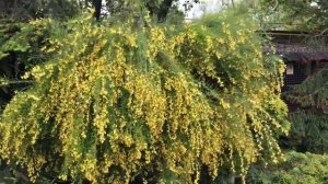 Глициния. Как я ухаживаю за ней