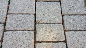 Кедр Ливанский 07.04.2022г.АР Крым г.Севастополь, сквер Василия Бузина