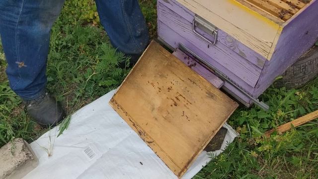 ПЧЁЛЫ ВОШЛИ В РОЕВОЕ СОСТОЯНИЕ вторая стадия роения КАК ИСПРАВИТЬ СЕМЬЮ ДЕЛАЮ ШОК ЗАБИРАЮ РАСПЛОД ? смотреть онлайн