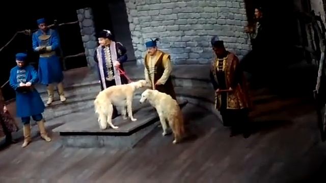 Русские борзые в спектакле в Малом театре