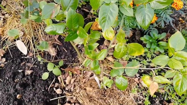 Роза после укоренения воздушными отводами смотреть онлайн